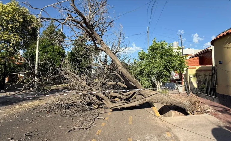 Luján de Cuyo fue el departamento más afectado por el viento y registró 45&nbsp;intervenciones