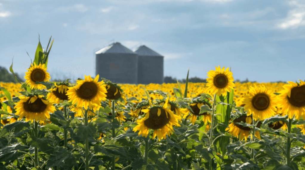 El girasol, la soja y la carne fueron los impulsores de una fuerte suba de exportaciones agroindustriales