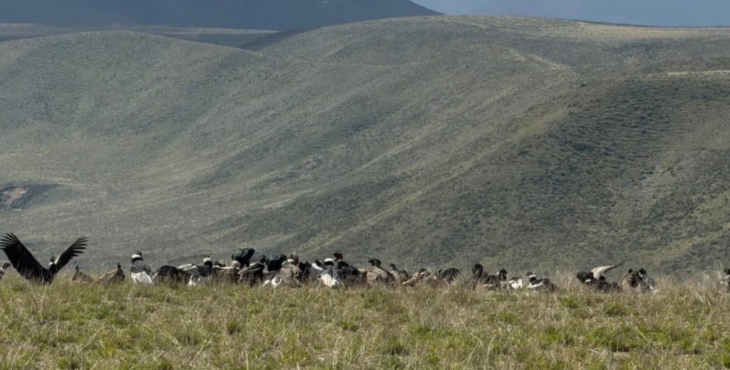 El guardián de la Cordillera: Mendoza marca un hito histórico con el avistamiento de más de 90 cóndores&nbsp;andinos