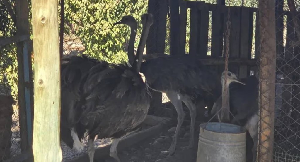 Operativo contra el tráfico de fauna: recuperaron tres ñandúes en una propiedad rural&nbsp;mendocina