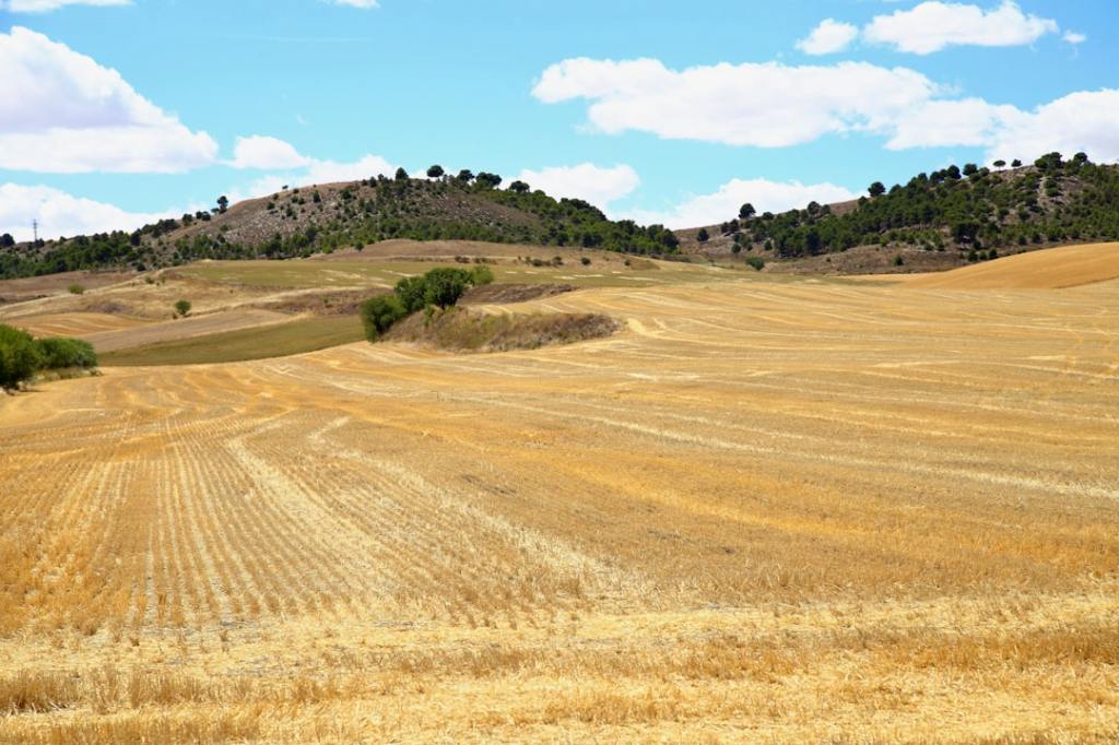 Molinos Agro multiplica ganancias: cosecha excepcional y retenciones reducidas