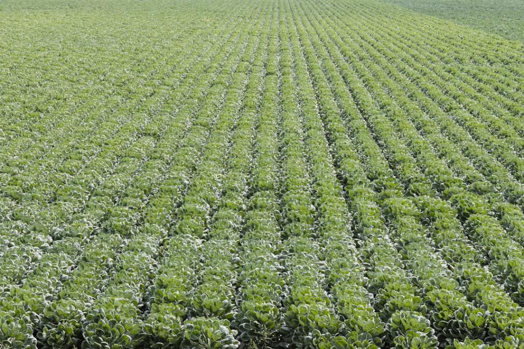 Disponible Authence: herbicida con nueva molécula contra malezas&nbsp;resistentes