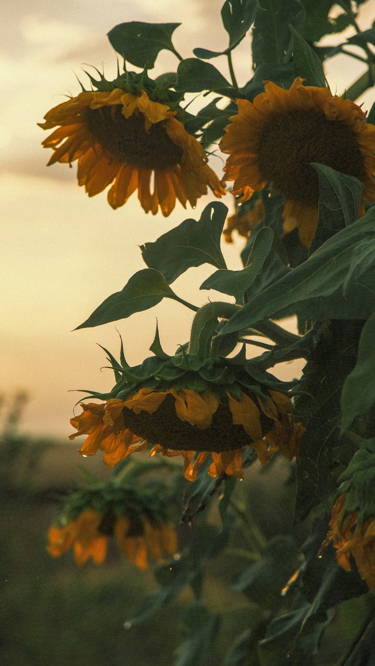Zeta Semillas impulsa liderazgo en girasol con hibridos&nbsp;mejorados