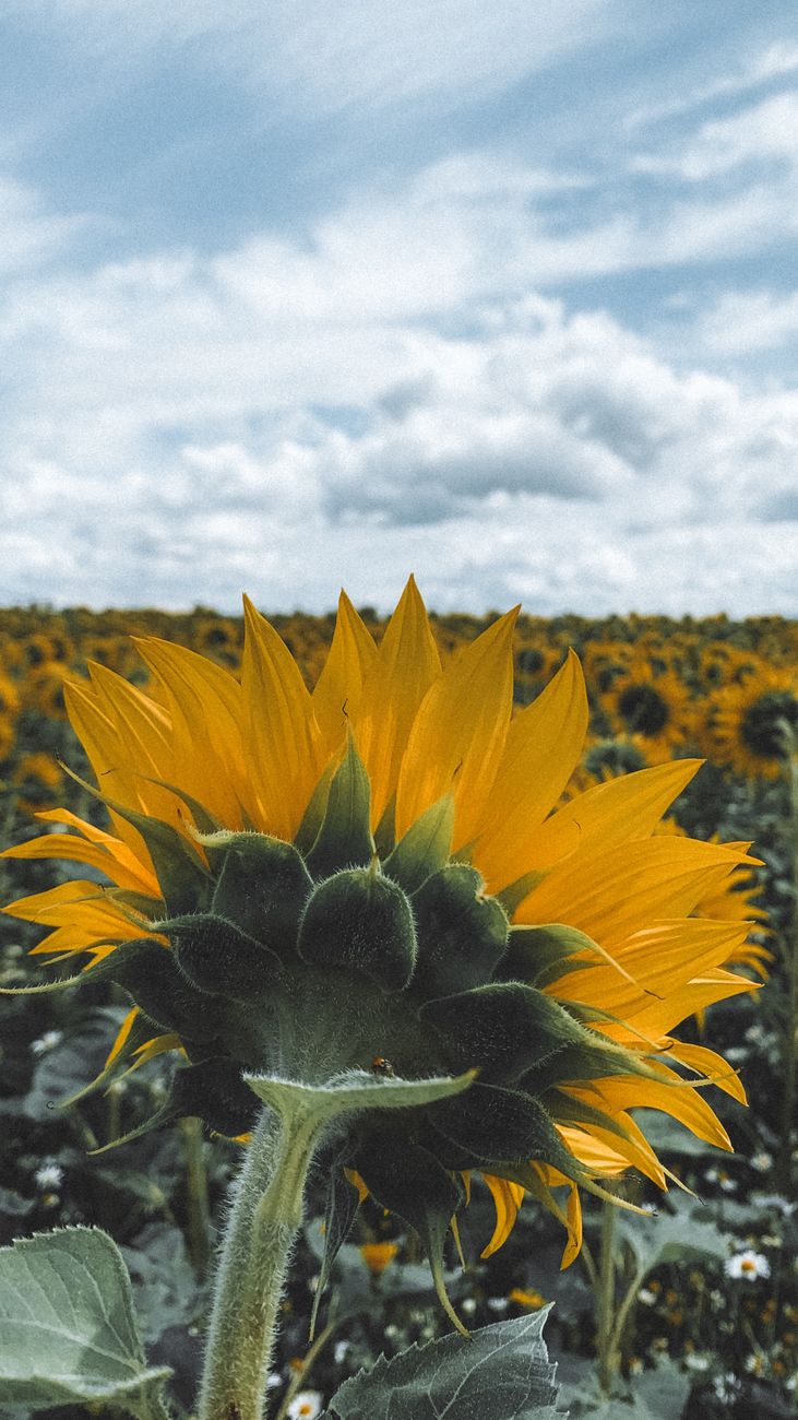 Molienda de girasol en máximos desde 2000, soja cae a&nbsp;mínimos