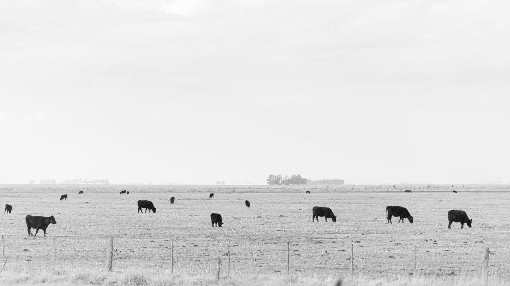 Mayor peso por animal: el nuevo rumbo de la ganadería&nbsp;argentina