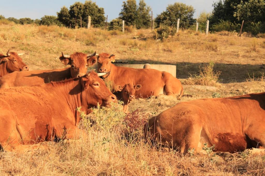 Braford de primer nivel: cabanas cordobesas lideran la competencia en la Expo&nbsp;Rural